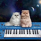 synth-cats